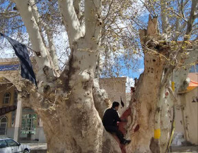 درخت چنار ۸۰۰ ساله روستای «تیره» قم در حال مرمت است