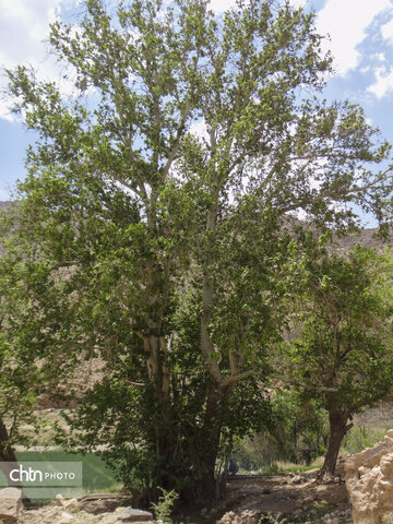 چنار کهنسال شهرستان زرند در مسیر ثبت ملی قرار گرفت