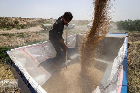 برداشت گندم در خوزستان