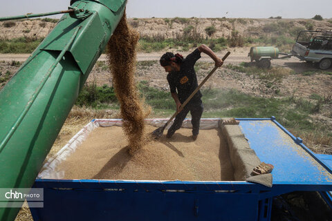 برداشت گندم در خوزستان