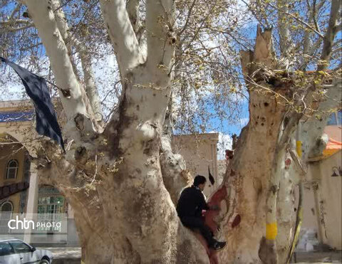 درخت چنار ۸۰۰ ساله روستای «تیره» قم در حال مرمت است