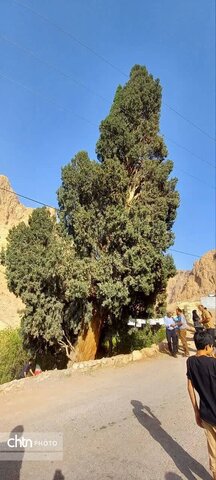 برگزاری آیین پاسداشت سرو کهنسال شادکام
