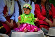 جشنواره گل محمدی در روستای الله رودبار بابل