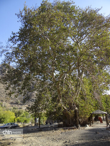 مستندسازی ثبت ملی چنار کهنسال شهرستان عنبرآباد آغاز شد