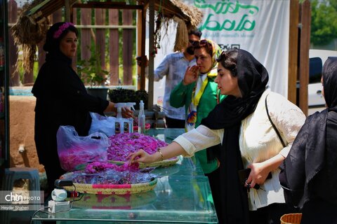 جشنواره گل محمدی در روستای الله رودبار بابل