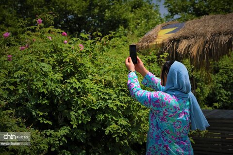 جشنواره گل محمدی در روستای الله رودبار بابل