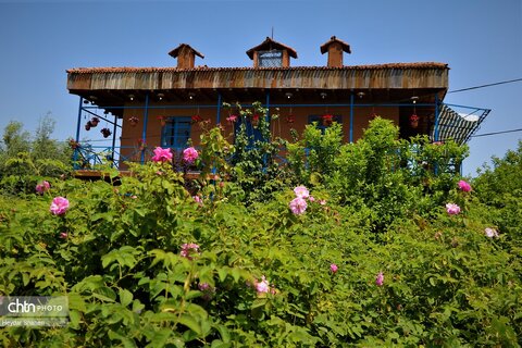 جشنواره گل محمدی در روستای الله رودبار بابل