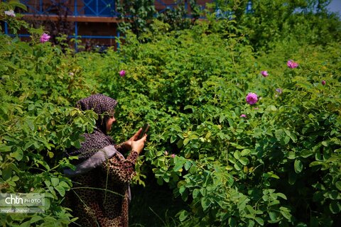 جشنواره گل محمدی در روستای الله رودبار بابل