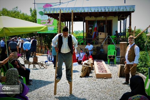 جشنواره گل محمدی در روستای الله رودبار بابل