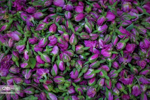 جشنواره گل محمدی در روستای الله رودبار بابل