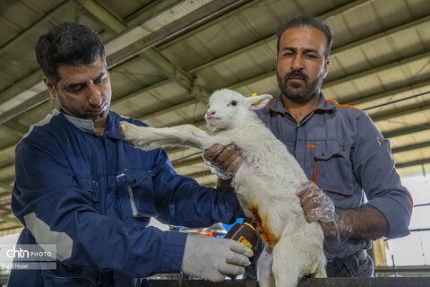 همکاری اشراق با خانواده های محروم کرمانشاه در توسعه دامپروری خرد
