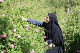 تور تفریحی توریستی برداشت گل‌محمدی ویژه کارکنان اداره‌کل میراث‌فرهنگی