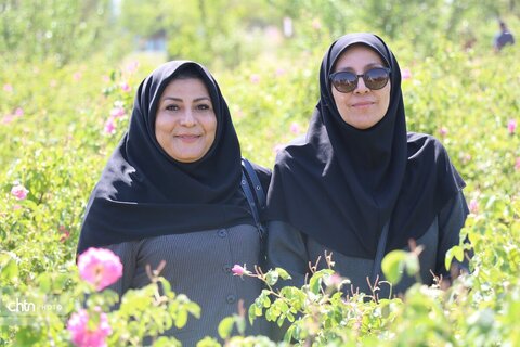 تور تفریحی ـ توریستی برداشت گل‌محمدی ویژه کارکنان اداره‌کل میراث‌فرهنگی