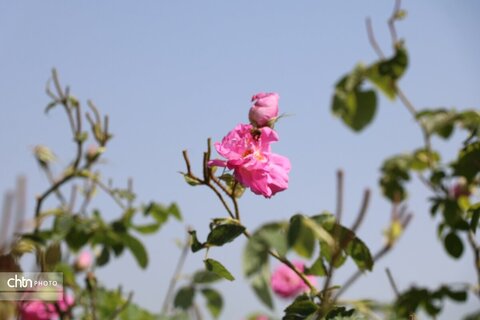 تور تفریحی ـ توریستی برداشت گل‌محمدی ویژه کارکنان اداره‌کل میراث‌فرهنگی