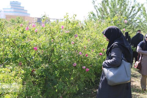 تور تفریحی ـ توریستی برداشت گل‌محمدی ویژه کارکنان اداره‌کل میراث‌فرهنگی