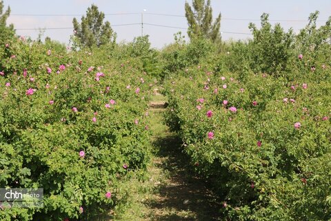 تور تفریحی ـ توریستی برداشت گل‌محمدی ویژه کارکنان اداره‌کل میراث‌فرهنگی