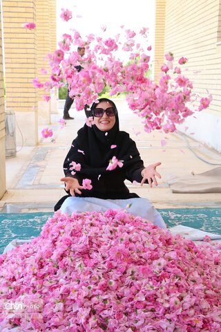 تور تفریحی ـ توریستی برداشت گل‌محمدی ویژه کارکنان اداره‌کل میراث‌فرهنگی