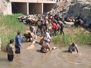 طنین همدلی در افین؛ آیین کهن «بری کردن» ظرفیتی نو برای جهانی‌شدن یک روستا