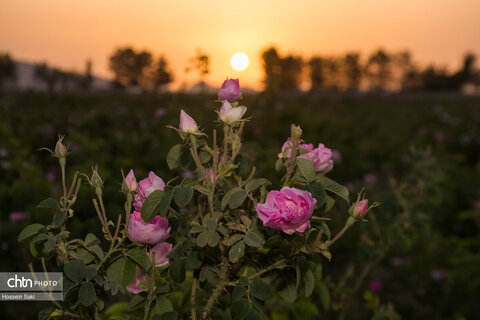 عطر گل محمدی در مسیر رونق اقتصاد محلی اصفهان