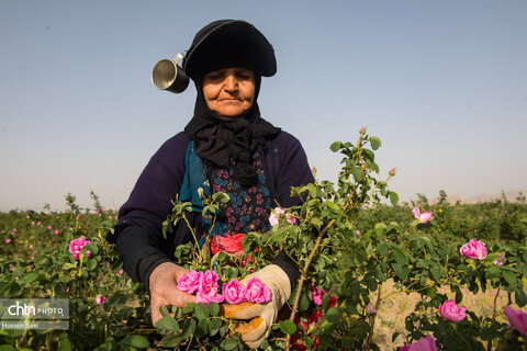 عطر گل محمدی در مسیر رونق اقتصاد محلی اصفهان