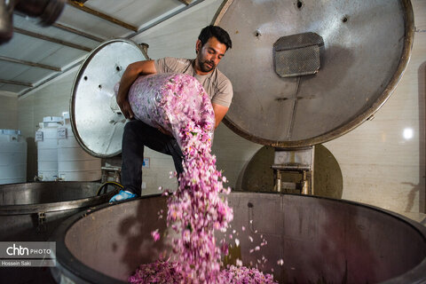 عطر گل محمدی در مسیر رونق اقتصاد محلی اصفهان