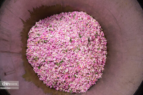 عطر گل محمدی در مسیر رونق اقتصاد محلی اصفهان