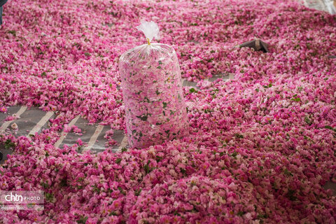 عطر گل محمدی در مسیر رونق اقتصاد محلی اصفهان