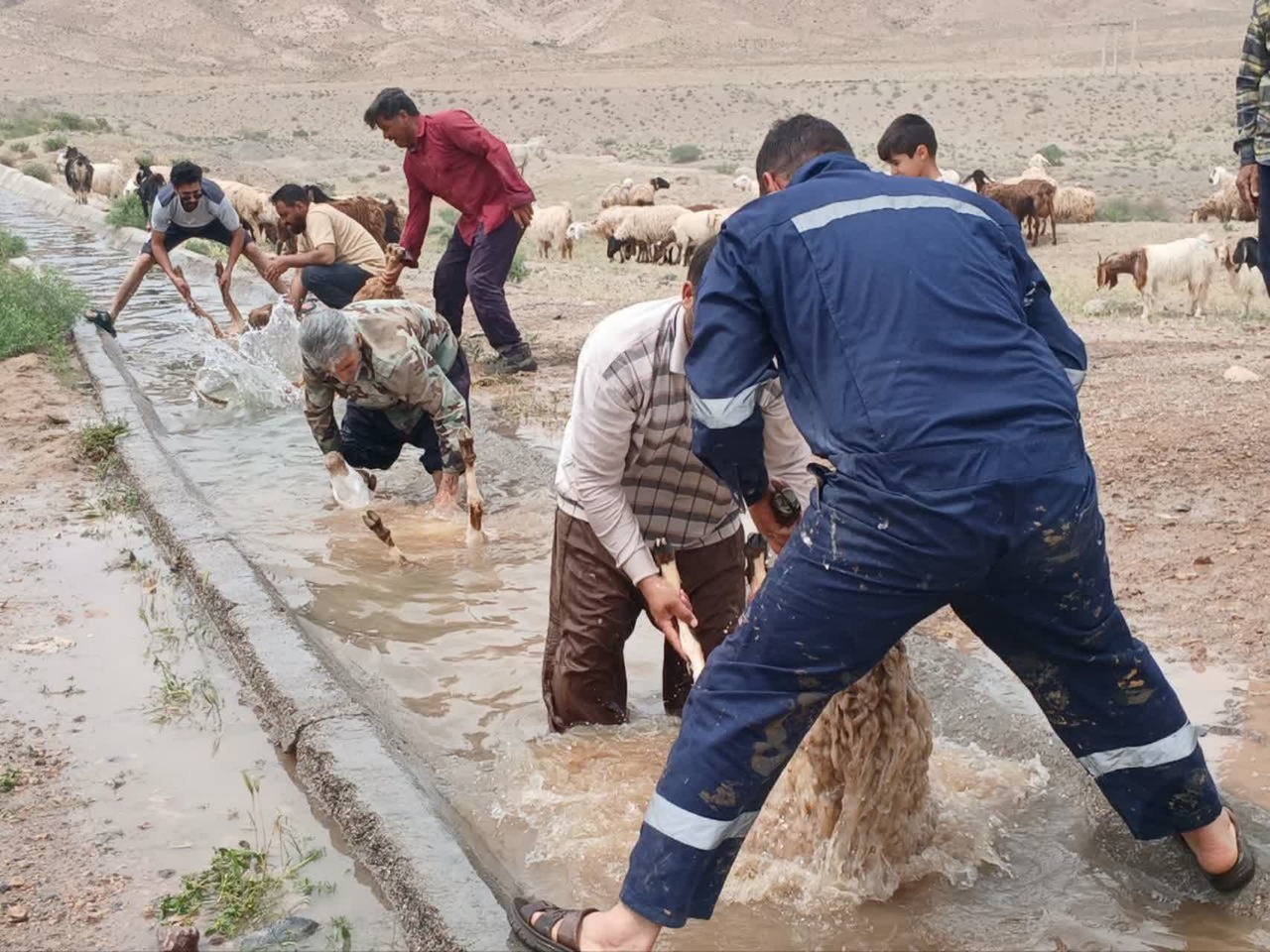 طنین همدلی در افین؛ آیین کهن «بری کردن» ظرفیتی نو برای جهانیشدن یک روستا