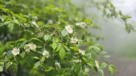 عطرِ شکوفه در هوایِ باران‌خورده گلستان