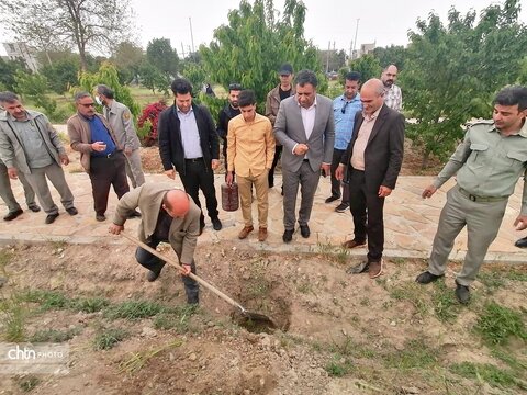 درختکاری