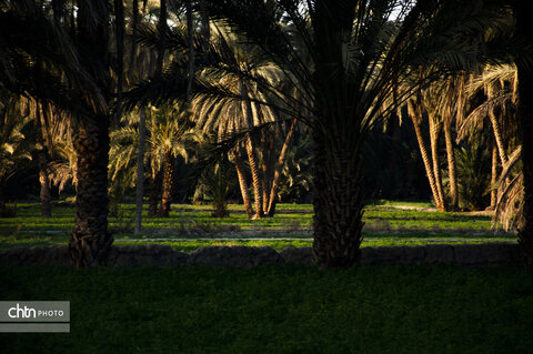 جالق