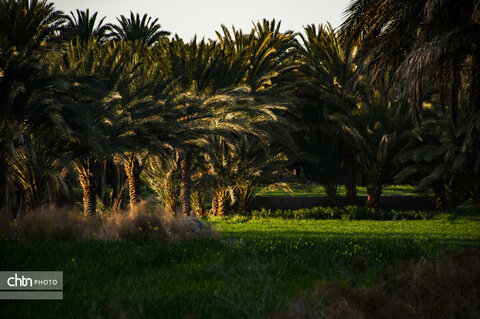جالق
