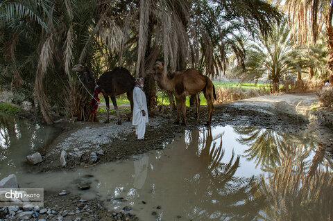 جالق