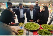 محصول بومی آلوچه هادی‌شهر به برند ملی تبدیل می‌شود