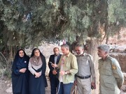 سرو ۱۰۰۰ ساله شادکام؛ میراثی که در قلب بافق نفس می‌کشد