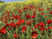 رقصِ سرخ بر پهنهٔ سبز؛ وقتی شقایق‌ها با آسمان سخن می‌گویند