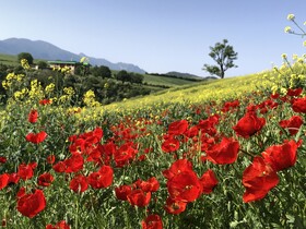 تماشای نفس کشیدن زمین؛ شکوهِ بی‌کلامِ شقایق‌ها در استان گلستان
