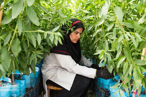 تولید نهال‌های نوین، تحول در باغداری ایران