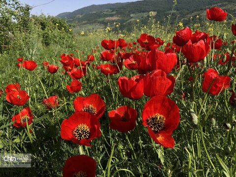 تماشای نفس کشیدن زمین؛ شکوهِ بی‌کلامِ شقایق‌ها