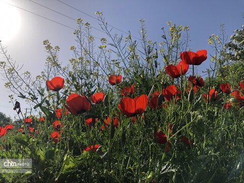 تماشای نفس کشیدن زمین؛ شکوهِ بی‌کلامِ شقایق‌ها