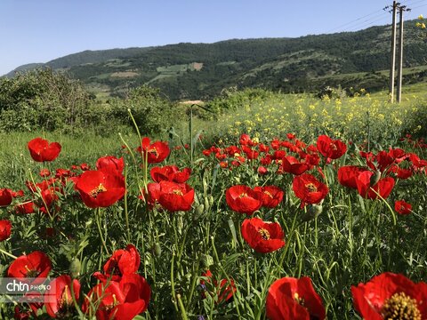 تماشای نفس کشیدن زمین؛ شکوهِ بی‌کلامِ شقایق‌ها
