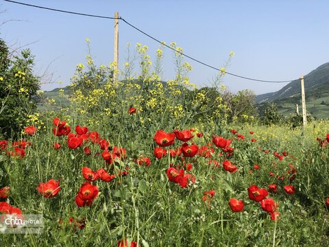 تماشای نفس کشیدن زمین؛ شکوهِ بی‌کلامِ شقایق‌ها
