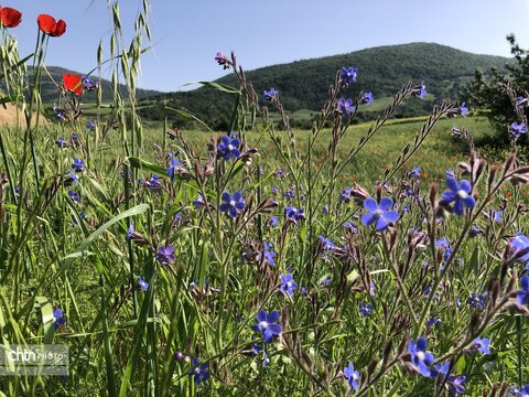 تماشای نفس کشیدن زمین؛ شکوهِ بی‌کلامِ شقایق‌ها