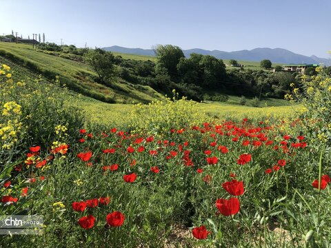 تماشای نفس کشیدن زمین؛ شکوهِ بی‌کلامِ شقایق‌ها