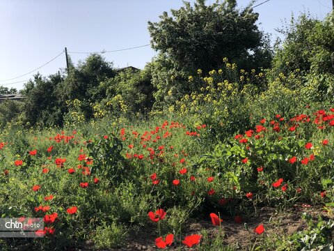 تماشای نفس کشیدن زمین؛ شکوهِ بی‌کلامِ شقایق‌ها