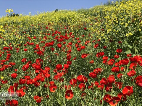 تماشای نفس کشیدن زمین؛ شکوهِ بی‌کلامِ شقایق‌ها
