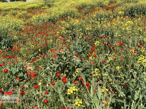 تماشای نفس کشیدن زمین؛ شکوهِ بی‌کلامِ شقایق‌ها