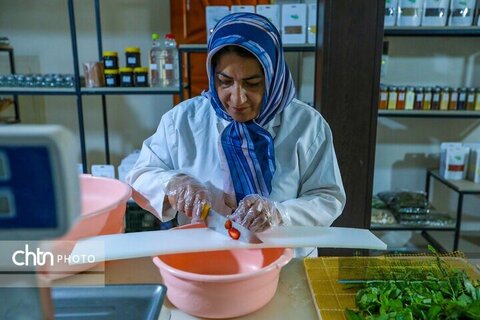 تولید ادویه در کارگاه خانگی اراک