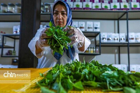 تولید ادویه در کارگاه خانگی اراک