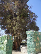 مستندسازی ثبت ملی سرو کهنسال روستای تمین جیرفت آغاز شد